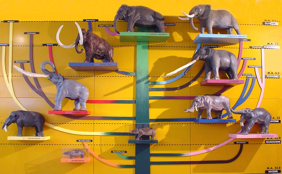 idee weekend bambini sicilia Museo di Geologia Gemmellaro palermo